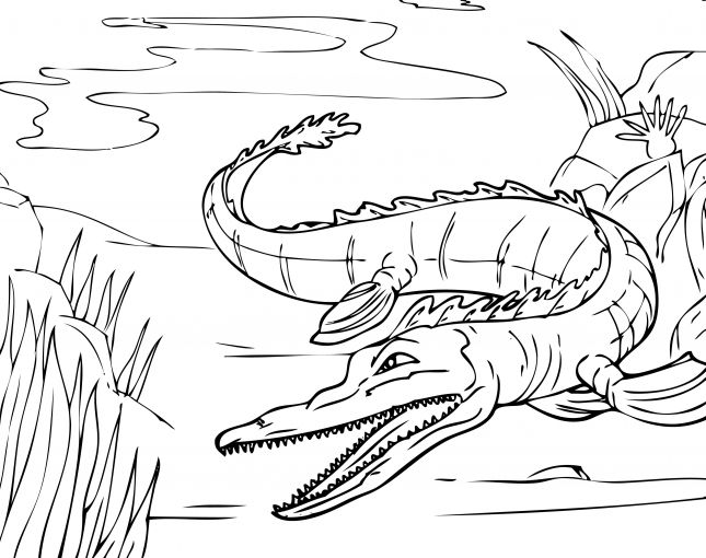 kolorowanki aligator do druku 