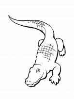 malowanki aligator do pobrania 1