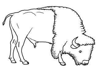 kolorowanki bizon do druku online 