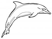 kolorowanki delfiny do pobrania online 
