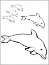 malowanki delfiny do pobrania 1