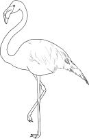 malowanki flamingi do druku online 