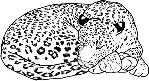 kolorowanki gepard do druku online 