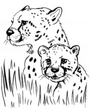 malowanki gepard do druku za darmo 
