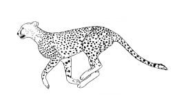 malowanki gepard do pobrania 