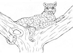 malowanki gepard do pobrania 