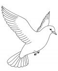 kolorowanki golebie do druku za darmo 