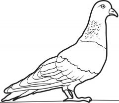 malowanki golebie do pobrania 