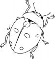 malowanki insekty do pobrania online 1