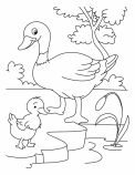 malowanki kaczki do druku online 