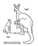 kolorowanki kangur do druku online 