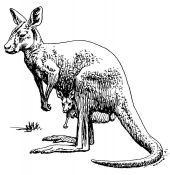 kolorowanki kangur do pobrania online 1