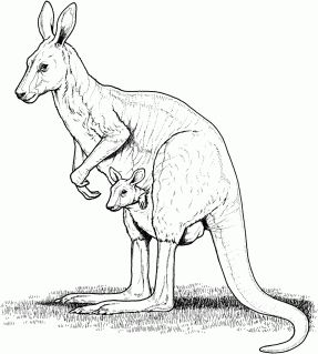 malowanki kangur do druku online 