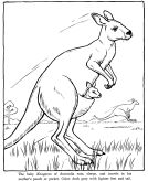 malowanki kangur do druku za darmo 1