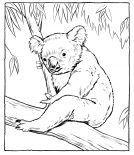 malowanki koala do pobrania 1