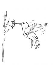 malowanki kolibry do druku za darmo 