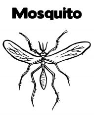 kolorowanki komary do druku online 