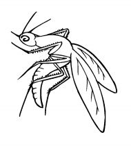 kolorowanki komary do pobrania 