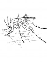 malowanki komary do pobrania 1