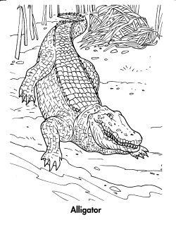 kolorowanki krokodyl do pobrania 