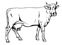 kolorowanki krowa do druku online 1