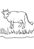 kolorowanki krowa do pobrania online 