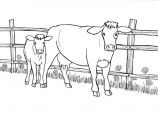 malowanki krowa do druku za darmo 1