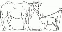 malowanki krowa do druku za darmo 2