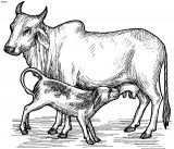 malowanki krowa do pobrania 1