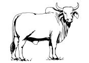 malowanki krowa do pobrania online 2