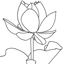 kolorowanki kwiaty lotosu do pobrania 1