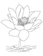 malowanki kwiaty lotosu do druku za darmo 