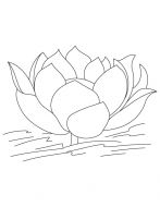 malowanki kwiaty lotosu do pobrania 