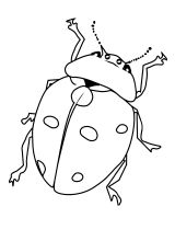 malowanki owady do druku online 