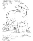 kolorowanki owce do druku 