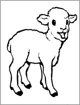 kolorowanki owce do pobrania online 1