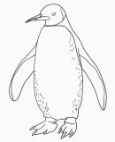 kolorowanki pingwiny do druku online 1