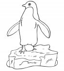 kolorowanki pingwiny do druku online 