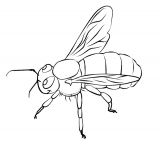 kolorowanki pszczola do pobrania online 