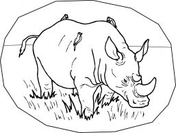 malowanki rhinoceros do pobrania online 