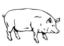 malowanki swinie do druku 