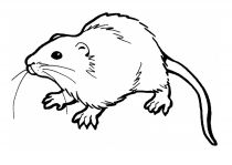 malowanki szczury do druku online 