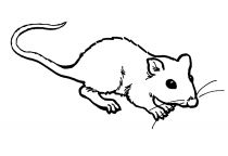 malowanki szczury do druku za darmo 