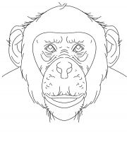 malowanki szympans do druku online 