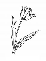 kolorowanki tulipany do druku 1