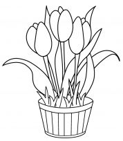 kolorowanki tulipany do druku 1