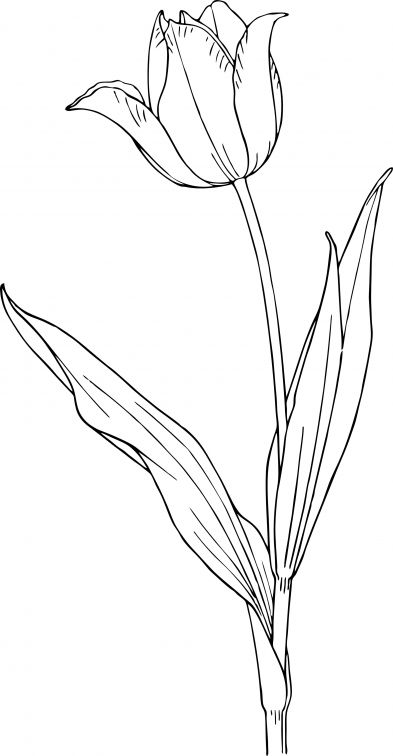 kolorowanki tulipany do pobrania online 1