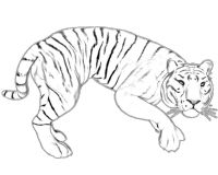 kolorowanki tygrysy do druku online 1