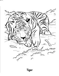 kolorowanki tygrysy do druku online 2