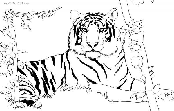 malowanki tygrysy do druku online 1